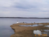 db_Swans_003_resized1